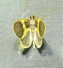 Opisthoxia