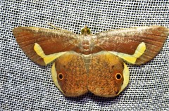 Opisthoxia