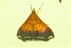 Pyrausta bicoloralis