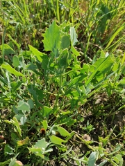 Atriplex chenopodioides