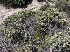 Spyridium halmaturinum