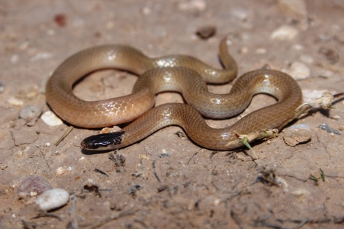 Plains Black-headed Snake