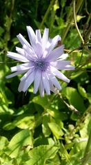 Cicerbita macrophylla