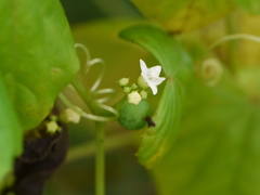 Zehneria maysorensis
