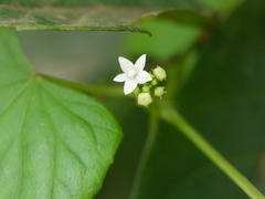 Zehneria maysorensis