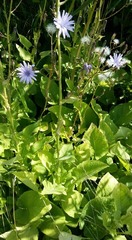 Cicerbita macrophylla