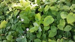 Cicerbita macrophylla