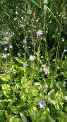 Cicerbita macrophylla