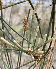 Allocasuarina fraseriana