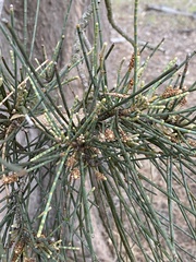 Allocasuarina fraseriana