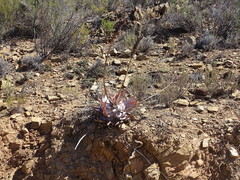 Aloe microstigma microstigma