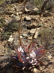 Aloe microstigma microstigma