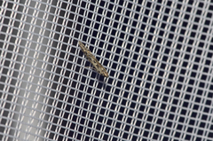 Batrachedra praeangusta