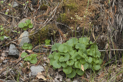 Micranthes nelsoniana aestivalis