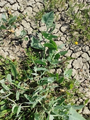 Atriplex chenopodioides