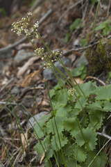 Micranthes nelsoniana aestivalis