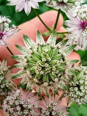 Astrantia major