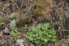 Micranthes nelsoniana aestivalis