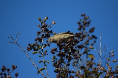 Passer domesticus