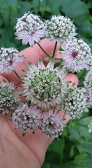 Astrantia major