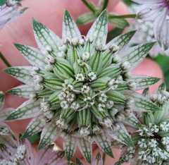 Astrantia major