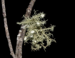 Usnea molliuscula