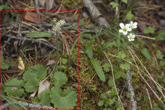 Micranthes nelsoniana aestivalis