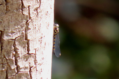 Cordulephya pygmaea