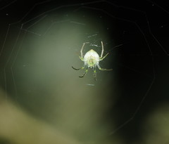 Araneus ginninderranus