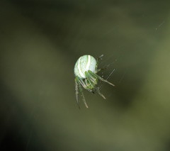 Araneus ginninderranus