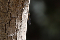 Cordulephya pygmaea