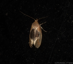 Hoplomorpha abalienella