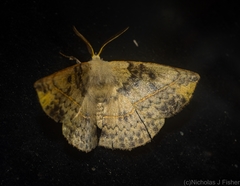 Anthela directa
