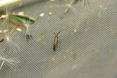 Coleophora deauratella
