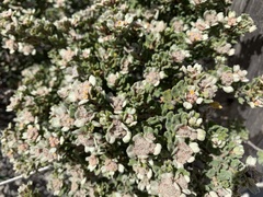 Spyridium halmaturinum