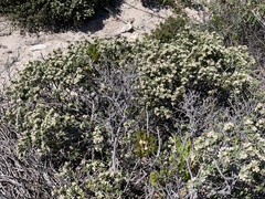 Spyridium halmaturinum