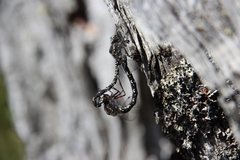Austroaeschna parvistigma