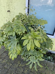 Fatsia japonica