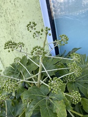 Fatsia japonica