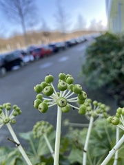 Fatsia japonica