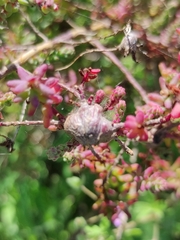 Aceria caulobia