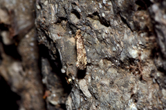 Morophaga choragella