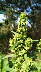 Rumex japonicus