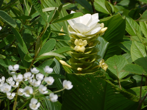Curcuma caulina