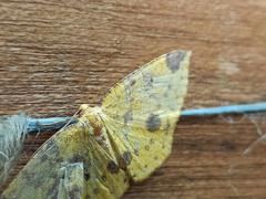 Periclina