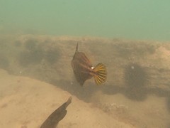 Cantherhines pullus