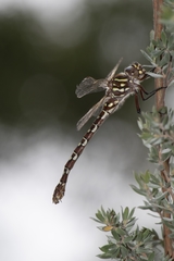Austroaeschna unicornis