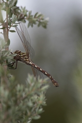 Austroaeschna unicornis