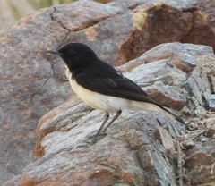 Oenanthe albonigra
