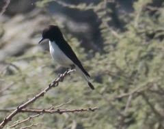 Oenanthe albonigra